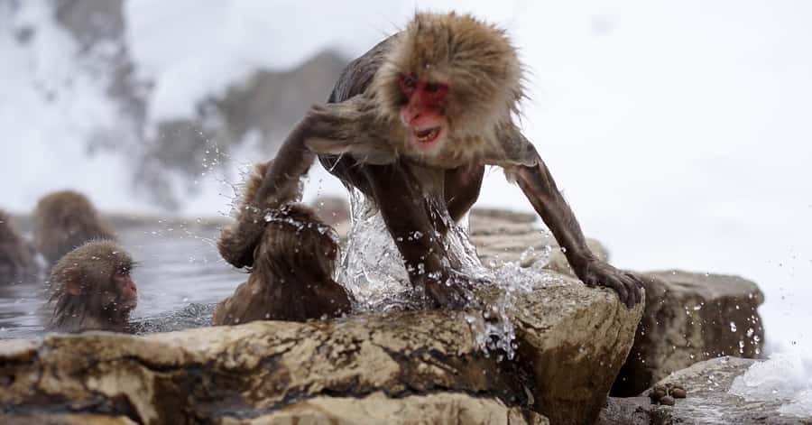 Nagano/Tokyo: Snow Monkey and Zenkoji Temple Private Tour - Shibu Onsen and the nine public baths