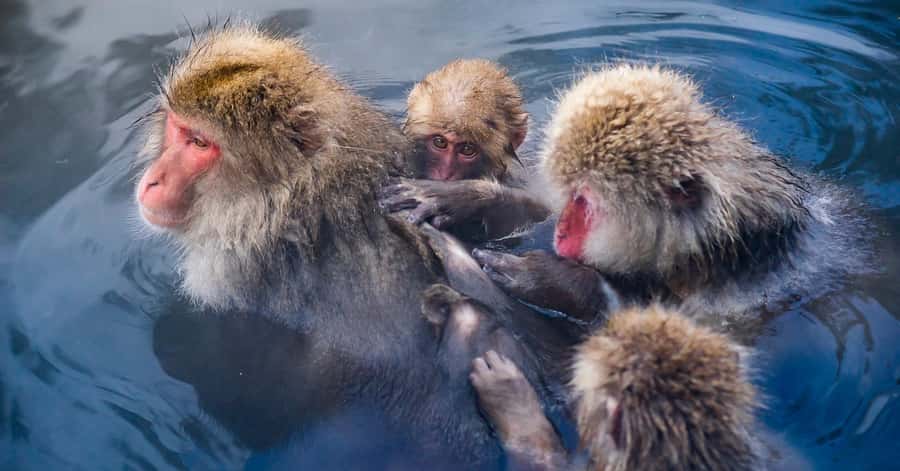 Nagano/Tokyo: Snow Monkey and Zenkoji Temple Private Tour - Matsushiro Castle Ruins and Sanada history
