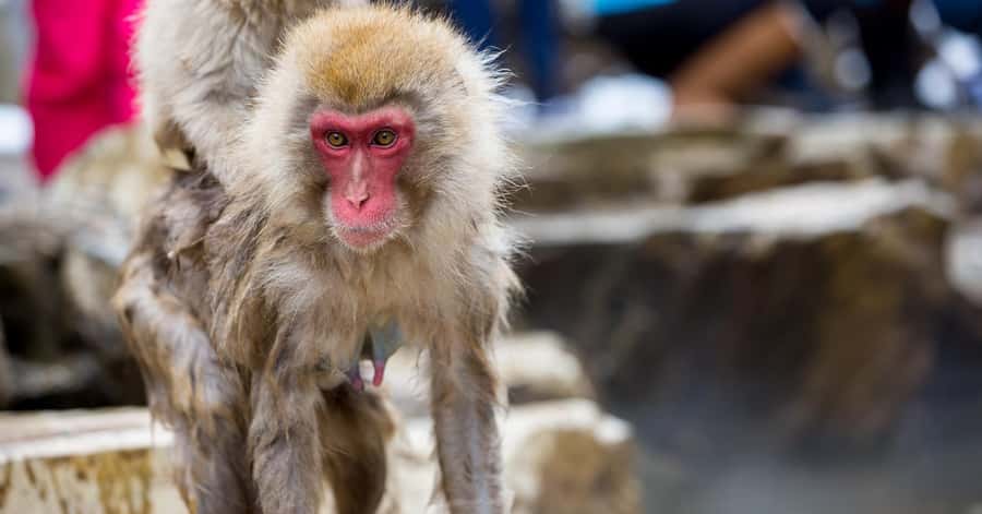 Nagano/Tokyo: Snow Monkey and Zenkoji Temple Private Tour - Yamanochi and the wider Nagano setting