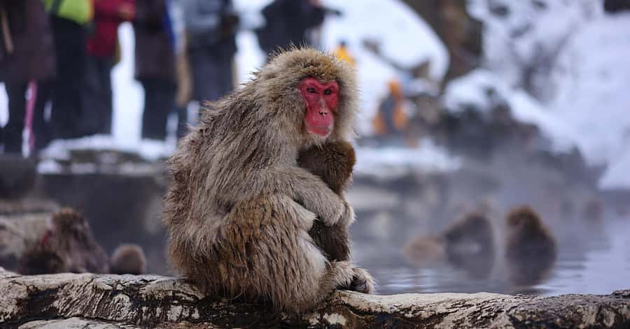 Nagano/Tokyo: Snow Monkey and Zenkoji Temple Private Tour - The long ride from Tokyo to Nagano