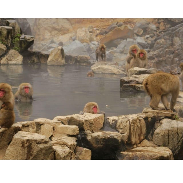 Nagano/Tokyo: Snow Monkey Private Day Tour At Lowest Rate - Drivers make or break this experience