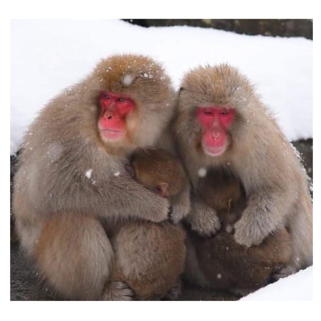 Nagano/Tokyo: Snow Monkey Private Day Tour At Lowest Rate - Matsushiro reveals Nagano’s samurai past