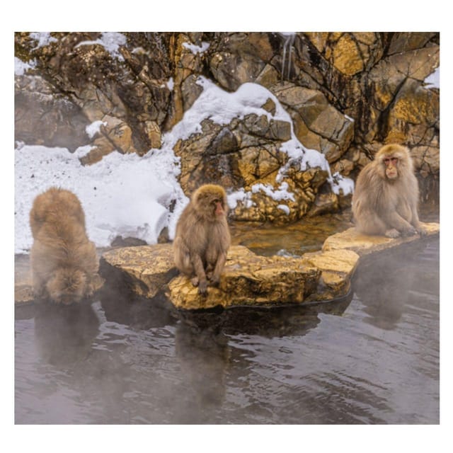Nagano Tokyo: Snow Monkey Private Day Tour Hotel Pick & Drop - The essential points at a glance