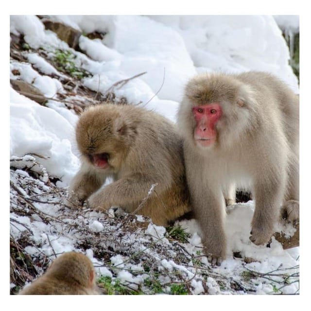 Nagano Tokyo: Snow Monkey Private Day Tour Hotel Pick & Drop - Zenko-ji Temple, Nagano’s essential cultural stop