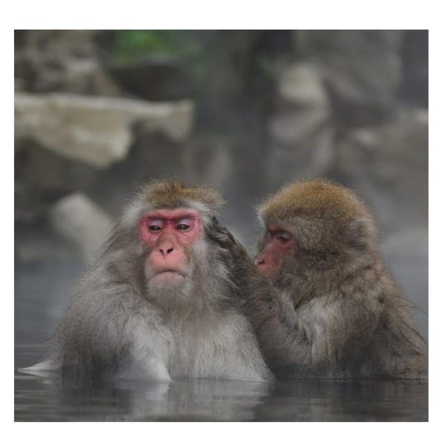 Nagano Tokyo: Snow Monkey Private Day Tour Hotel Pick & Drop - Togakushi Okusha and the cedar-lined mountain walk