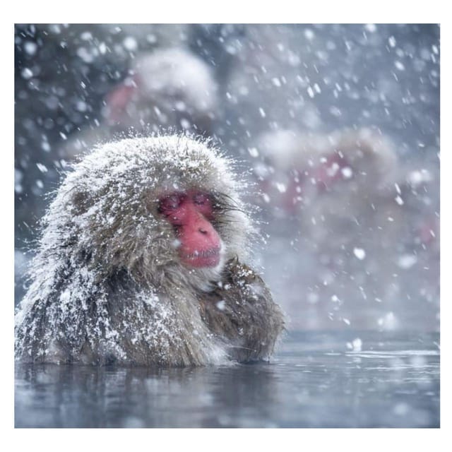 Nagano Tokyo: Snow Monkey Private Day Tour Hotel Pick & Drop - A ten-hour schedule requires honest choices