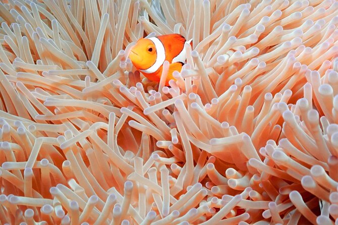 Naha: Full-Day Snorkeling Experience in the Kerama Islands, Okinawa - Three water stops in Keramashoto National Park