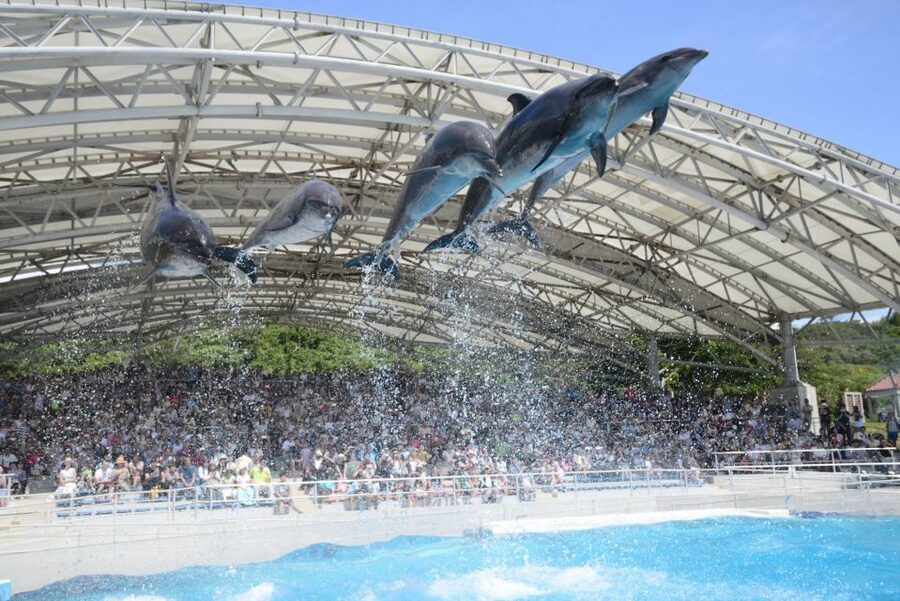 Naha: North Okinawa Sightseeing Tour & Churaumi Aquarium - Who should book this tour?