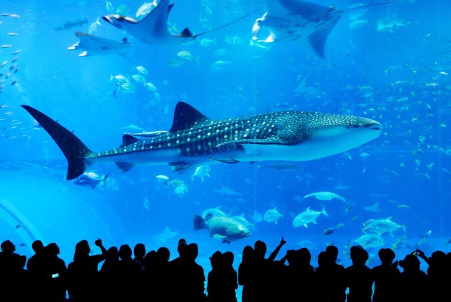 Naha: North Okinawa Sightseeing Tour & Churaumi Aquarium - Kouri Island and the bridge views