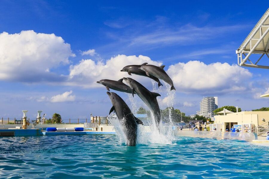 Naha: North Okinawa Sightseeing Tour & Churaumi Aquarium - Okashigoten offers a short taste of Okinawan sweets