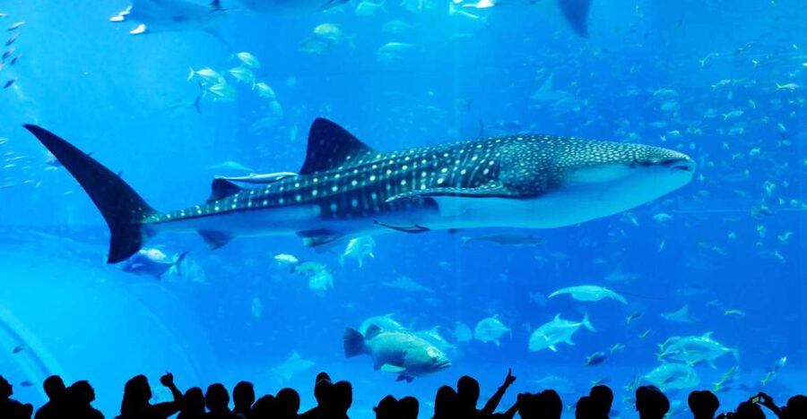 Naha: North Okinawa Sightseeing Tour & Churaumi Aquarium - Nago Pineapple Park: a playful first stop