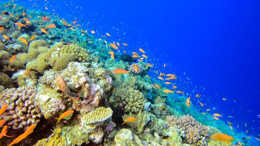 Naha, Okinawa: Kerama Islands Full-Day Intro-Diving Trip - Who should book this Kerama day trip?