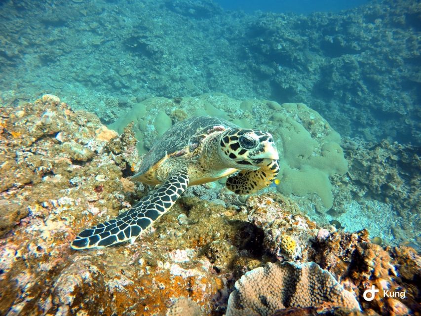 Naha, Okinawa: Kerama Islands Full-Day Intro-Diving Trip - Fish, coral, turtles, and the small surprises