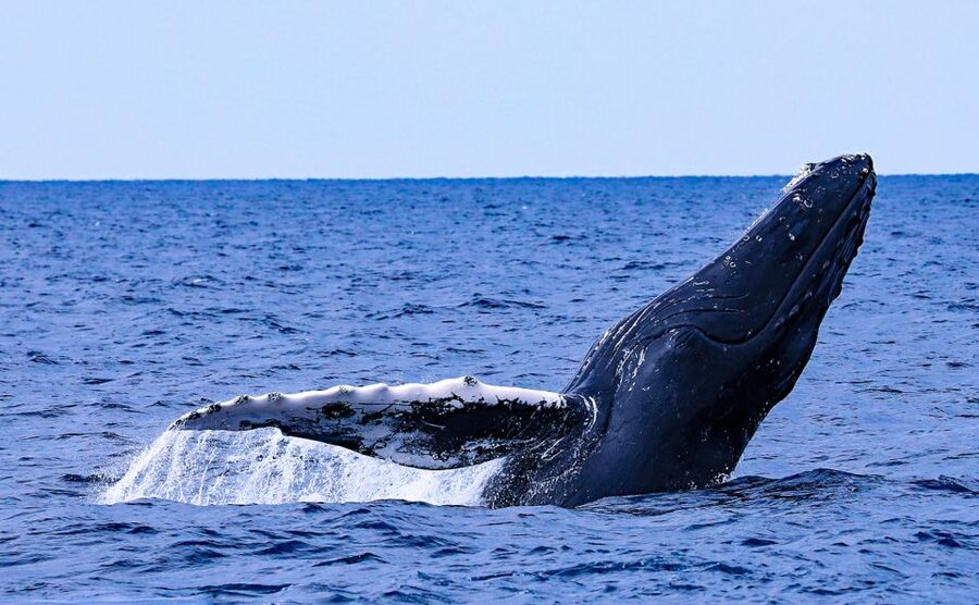 Naha, Okinawa: Kerama Islands Half-Day Whale Watching Tour - Leaving Naha for the Kerama waters