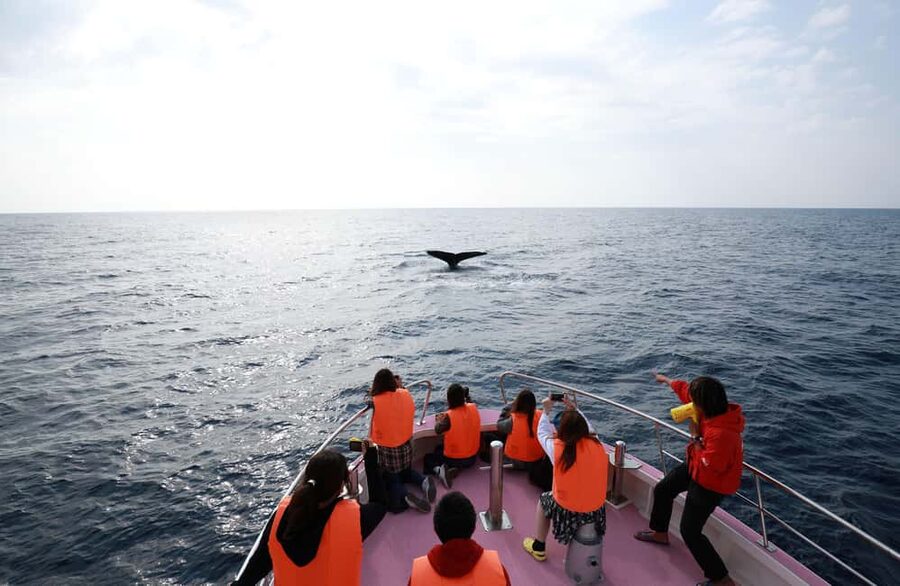 Naha, Okinawa: Kerama Islands Half-Day Whale Watching Tour - The crew and guiding style