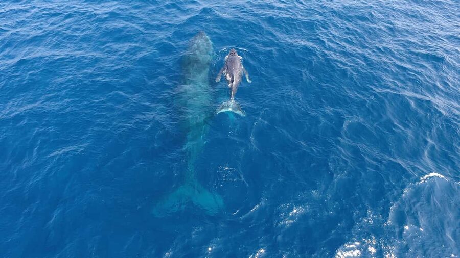 Naha, Okinawa: Kerama Islands Half-Day Whale Watching Tour - Winter conditions and the no-sighting policy