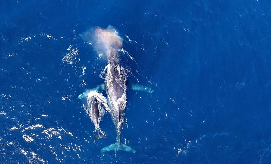 Naha, Okinawa: Kerama Islands Half-Day Whale Watching Tour - The open-water ride is part of the experience