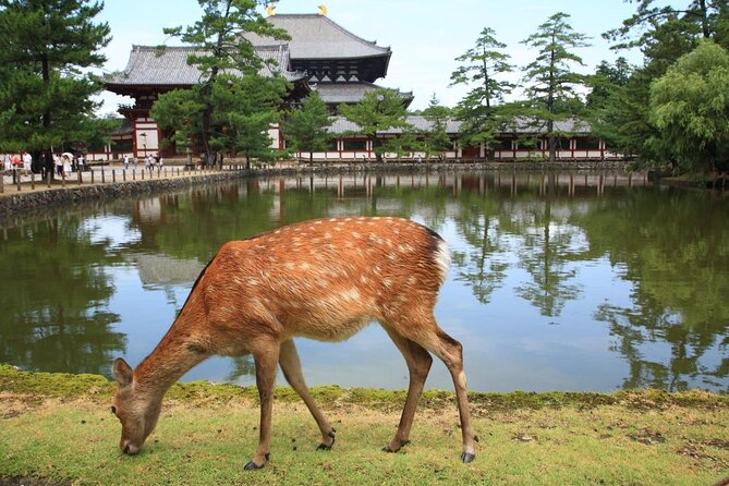 Nara 6hr Private Tour with Government-Licensed Guide - Six things to know before you book