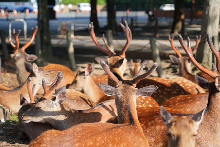 Nara Early Bird Tour (Kyoto Departure Option Available) - Todaiji Temple and the extra 800 yen