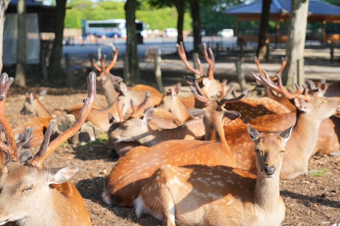 Nara Early Morning Tour (Kyoto or Osaka Departure Available) - Kofuku-ji Temple and Nara’s first capital
