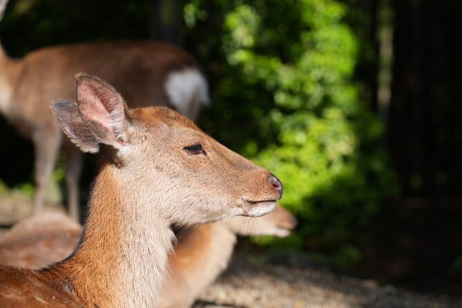 Nara Early Morning Tour (Kyoto or Osaka Departure Available) - Meeting Nara’s deer in the park