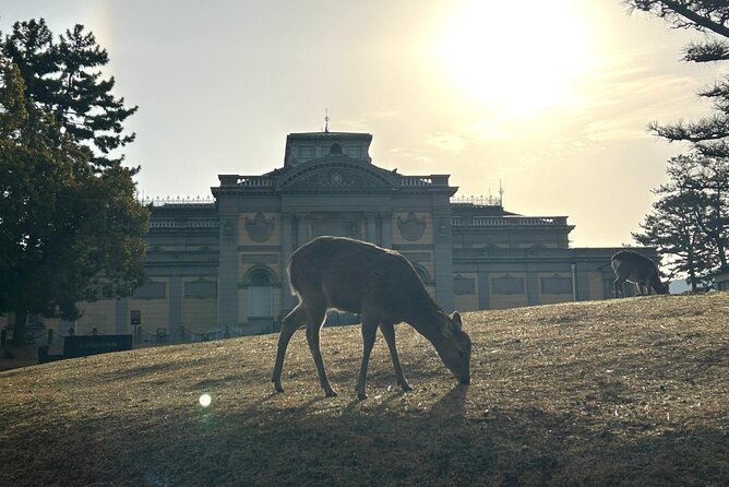 Nara Early Morning Tour (Kyoto or Osaka Departure Available) - A small group changes the feel of the morning