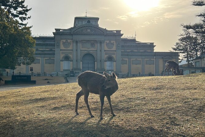 Nara Early Morning Tour (Kyoto or Osaka Departure Available) - What the guides add to the experience