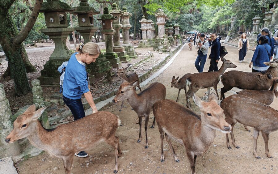 Nara: Great Buddha, Kasuga Shrine & Deer Park Tour - Meeting Nara’s deer in the park