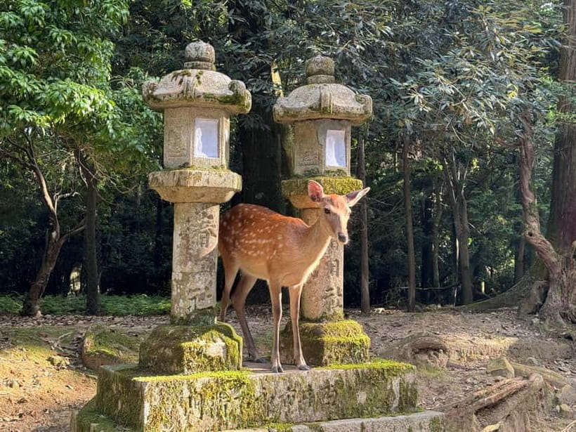 Nara: Great Buddha, Kasuga Shrine & Deer Park Tour - Price, pace, and what you receive for $77
