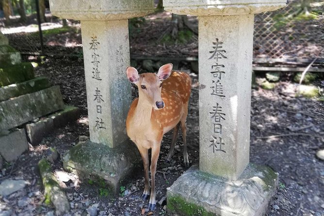 Nara Half Day Trip Walking Tour (Private Option Available) - Starting beneath Kofuku-ji’s five-story pagoda
