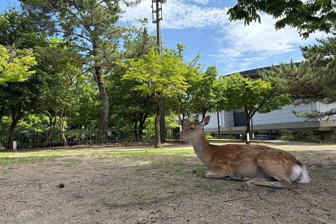 Nara Highlight Walking Tour with Furoshiki Experience with Lunch - Naramachi Nigiwai-no-le and the old town atmosphere
