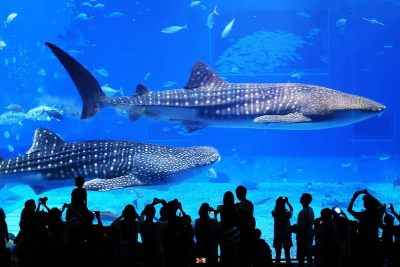 Okinawa: Churaumi Aquarium, Ryukyu Village & Manza Bus Tour - Why this bus tour makes sense in Okinawa