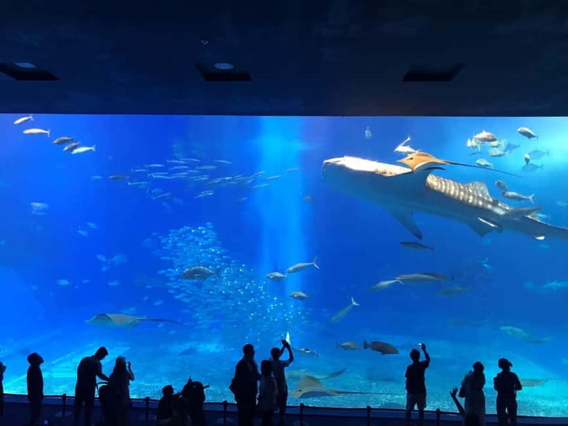 Okinawa: Churaumi Aquarium, Ryukyu Village & Manza Bus Tour - Is the $50 price good value?