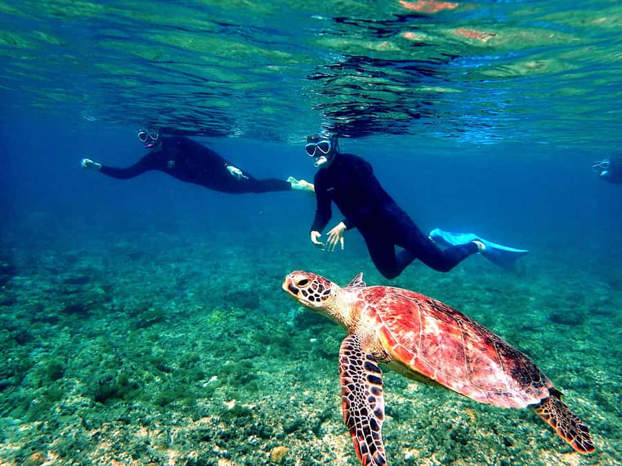 Okinawa: From Naha: Kerama Islands 1-day snorkeling tour - Five things to know before you book