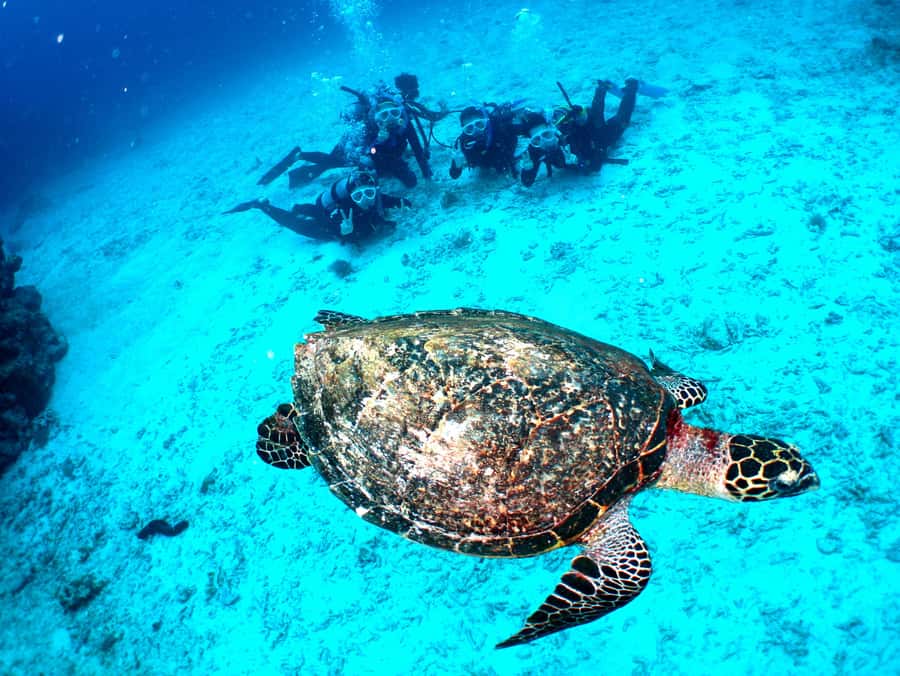 Okinawa: From Naha: Kerama Islands 1-day snorkeling tour - Third stop: the day’s best chance to find something special