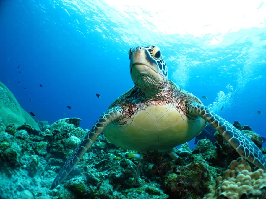 Okinawa: From Naha: Kerama Islands 1-day snorkeling tour - What $81 buys you