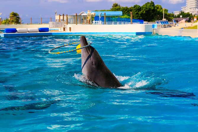 Okinawa HIP-HOP BUS B - 1 Course Tour (Okinawa Churaumi Aquarium) - Who Should Book This Experience?