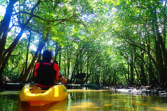 Okinawa Iriomote Mangrove SUP or Canoe Tour - What to wear and what to bring