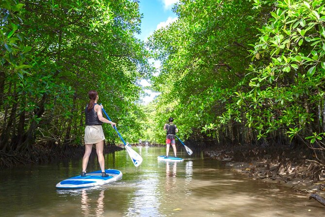 Okinawa Iriomote Mangrove SUP or Canoe Tour - Price, photos, and what the $52.40 buys you