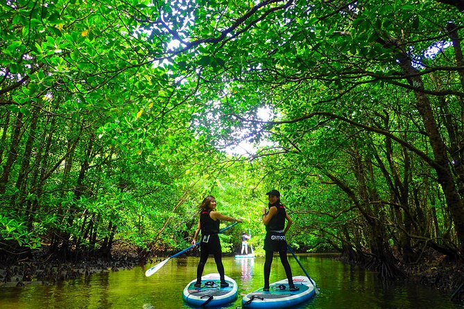 Okinawa Iriomote Mangrove SUP or Canoe Tour - Urauchi River: a calm introduction to mangroves