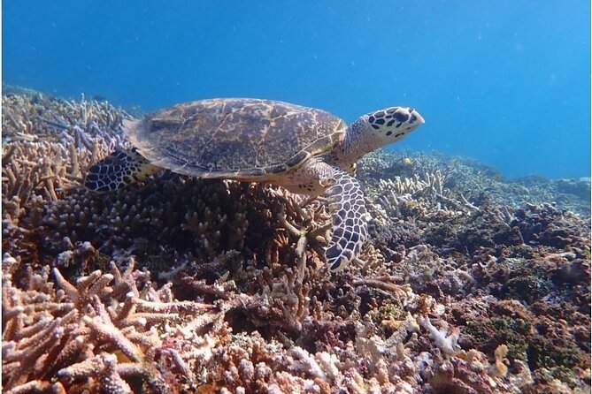 Okinawa Iriomote Snorkeling Tour at Coral Island - Starting at Uehara Port or Your Uehara Hotel