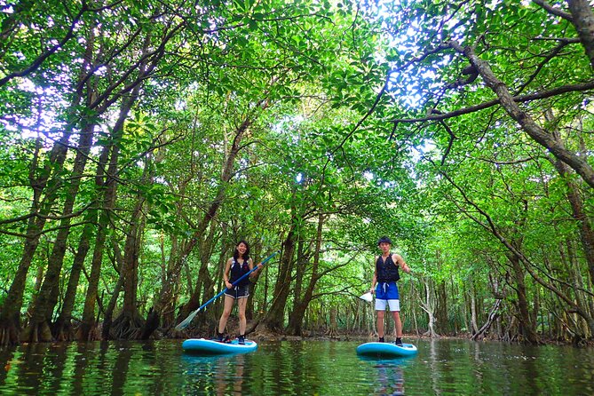 Okinawa Iriomote SUP or Canoe and Sightseeing in Yubujima Island - What the $82.58 price really covers