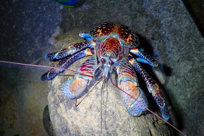 Okinawa Iriomotejima Night Adventure Tour - Searching for the Iriomote wildcat