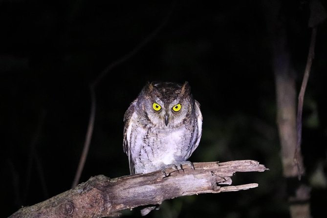 Okinawa Iriomotejima Night Adventure Tour - Stargazing on a dark island beach