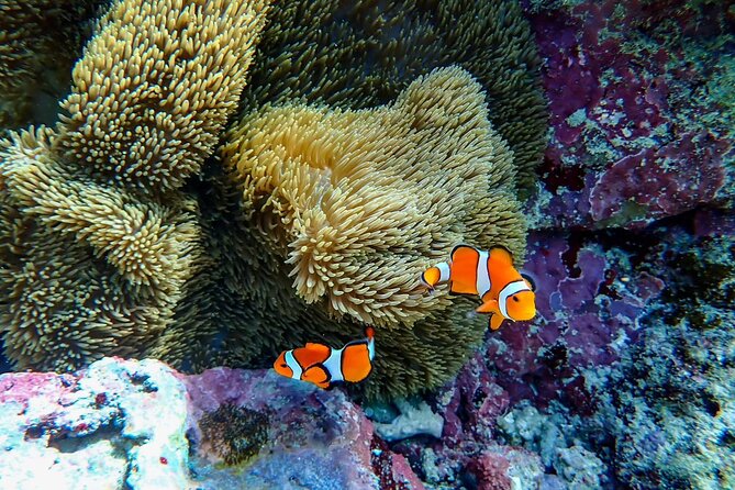 Okinawa Ishigaki Blue Cave Snorkeling Tour - Snorkeling over Ishigaki’s coral and fish
