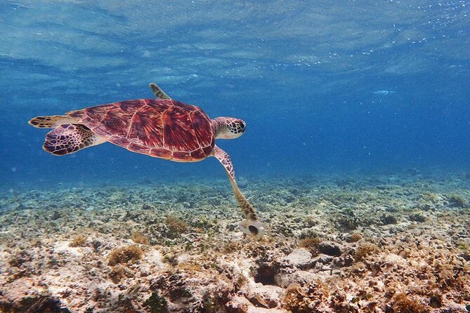 Okinawa Ishigaki Kabira Bay SUP or Canoe and Blue Cave Snorkeling - Weather is part of the bargain