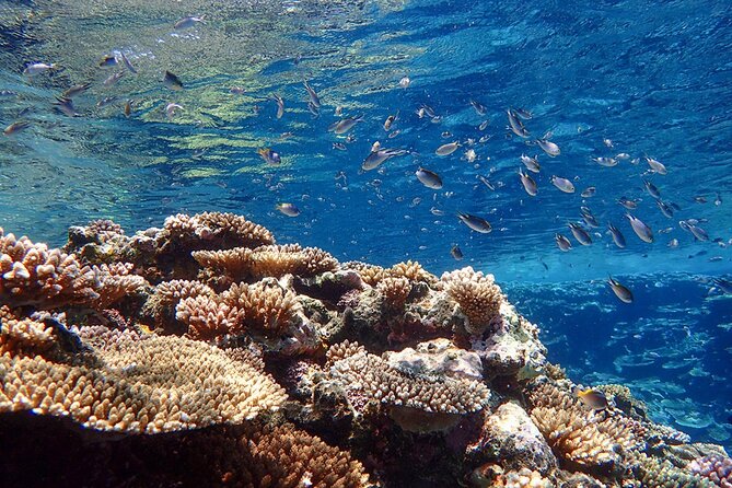 Okinawa Ishigaki Kabira Bay SUP or Canoe and Blue Cave Snorkeling - What the price includes at $89.19