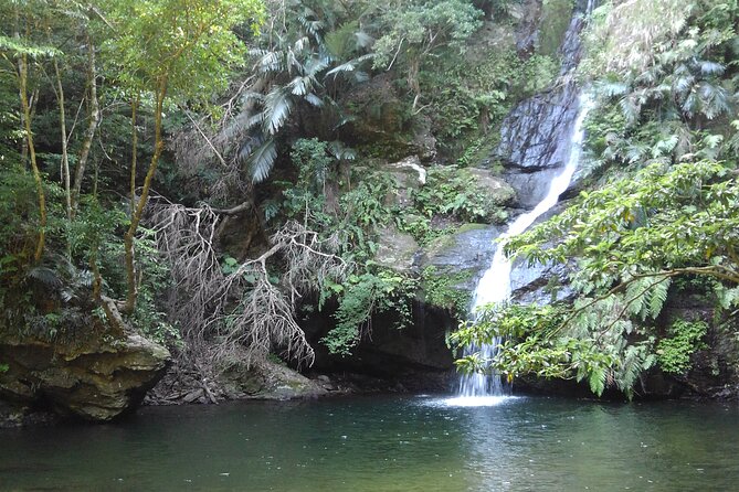 Okinawa Jungle Trails & Waterfalls – Private Yanbaru Tour - Why Yanbaru Feels Different From Southern Okinawa