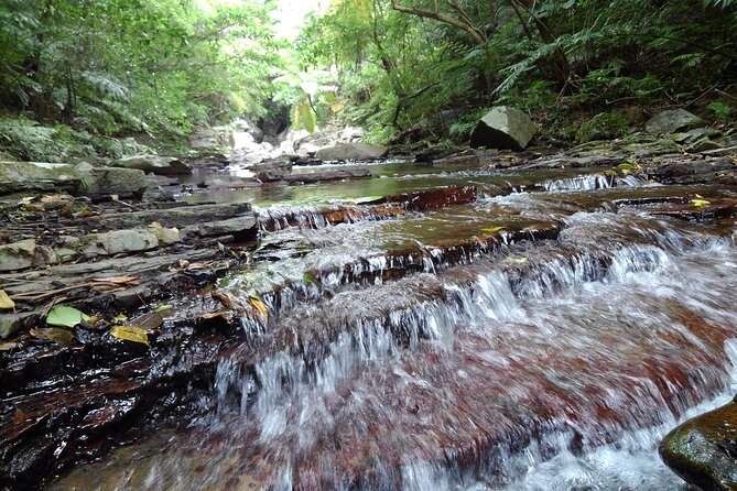 Okinawa Jungle Trails & Waterfalls – Private Yanbaru Tour - A Private Tour That Adjusts to Your Group
