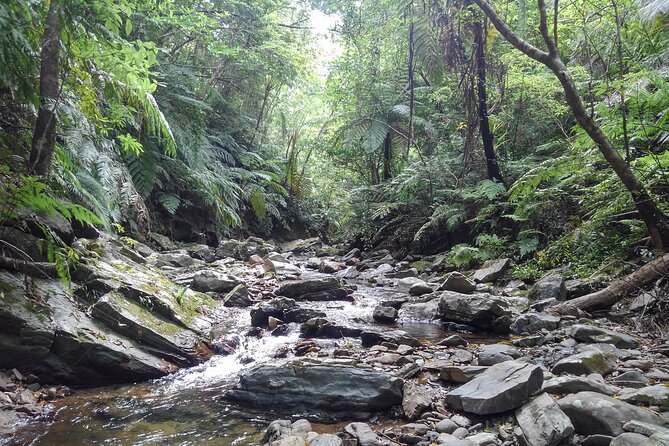 Okinawa Jungle Trails & Waterfalls – Private Yanbaru Tour - Weather, Clothing, and Practical Comfort
